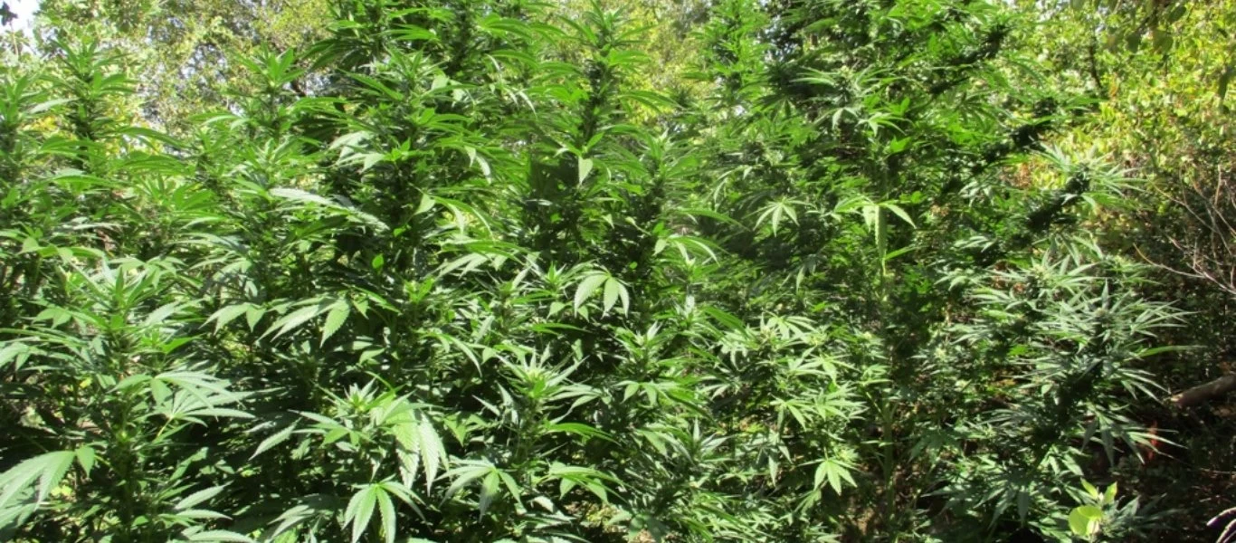 Χειροπέδες σε 5 άτομα στη Ναυπακτία για χασισοφυτεία στην Βελβίνα